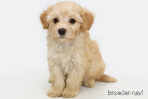 成約済の神奈川県のマルプー:マルチーズ×トイプードル-322042の1枚目